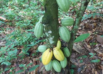 ikpa-togo-cacao-equitable-bio-cabosse-cacaoyer-ethiquable