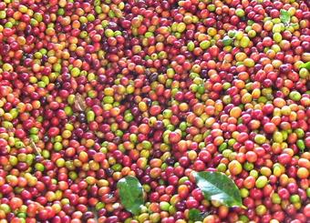 illampu café bolivie bio commerce équitable
