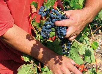 vigne terres du sud