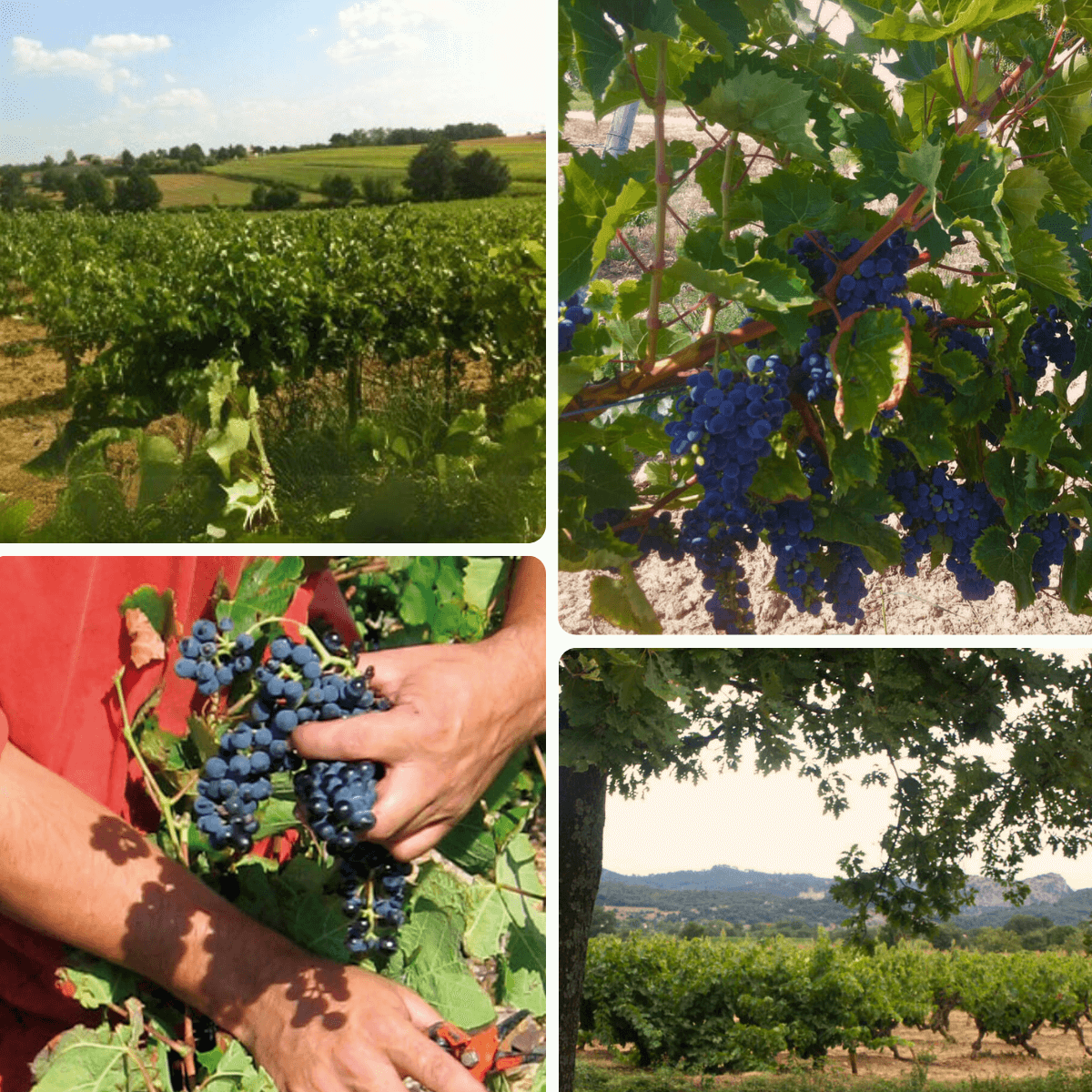 terres du sud raisin