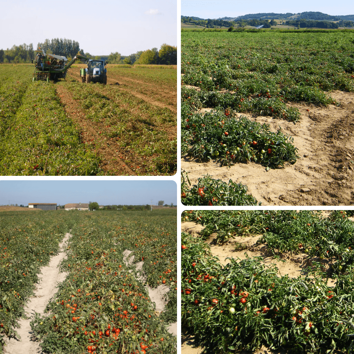 terre du sud tomate de marmande