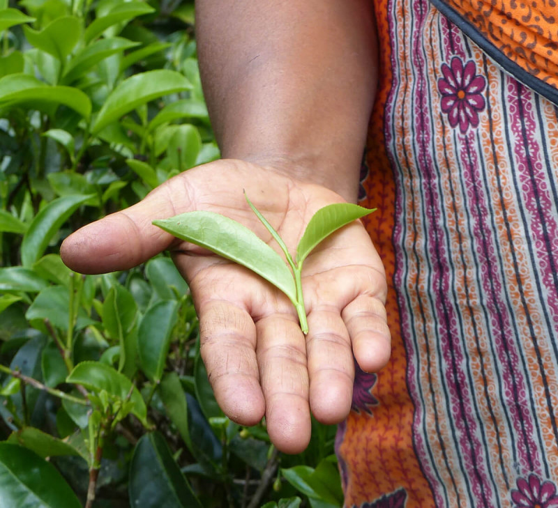 the-vert-agrumes-srilanka-equitable-bio