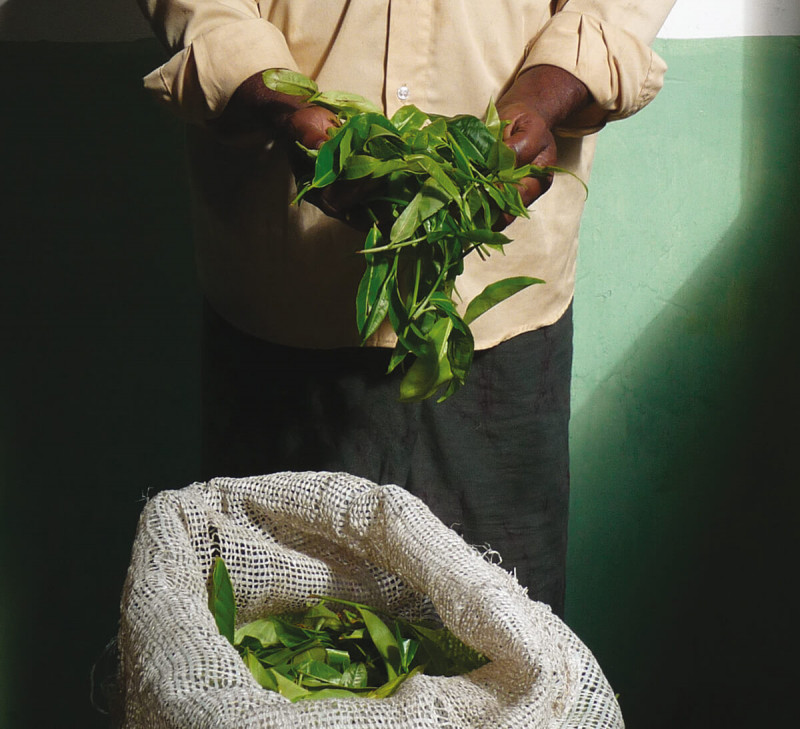 the-vert-menthe-reglisse-citronnelle-srilanka-equitable-bio