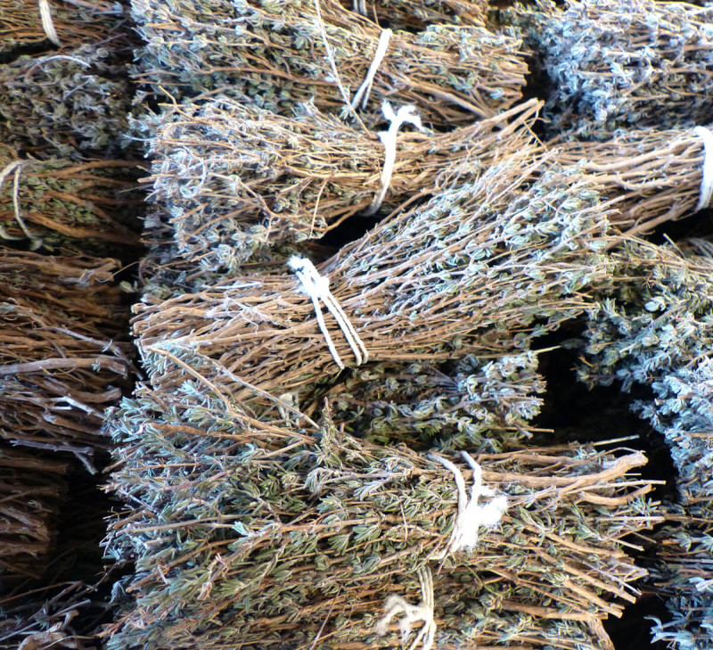 récolte thym viva plantes ardèche cueillette sauvage