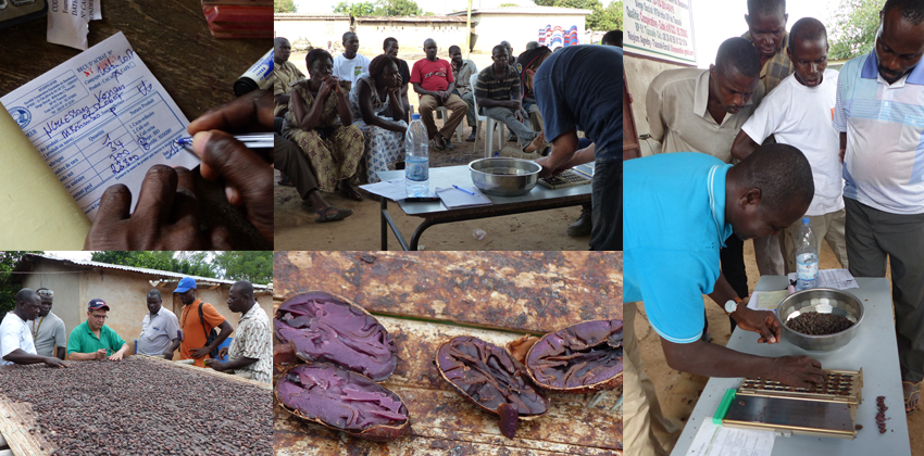 sceb tracabilite sechage qualité cacao cote d'ivoire