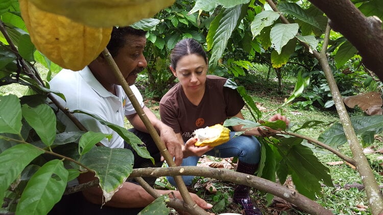 uoPROCAE cacao national equitable bio équateur