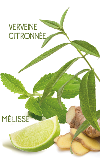 verveine mélisse citron vert gingembre