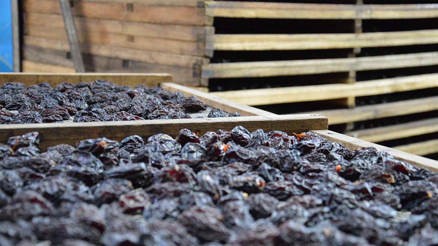 cooperative COUFIDOU sechage pruneau equitable bio ethiquable