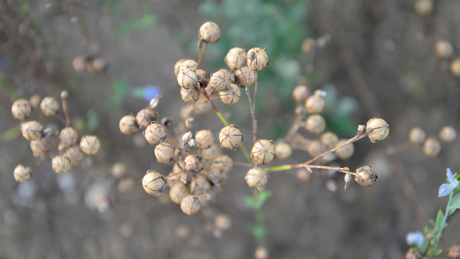 gros plan cooperative qualisol france graines lin dore equitable bio ethiquable