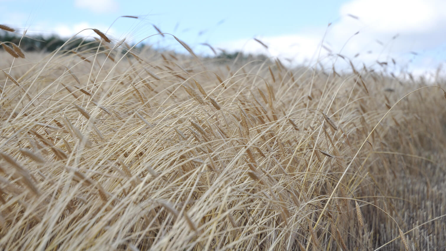 qualisol culture épeautre