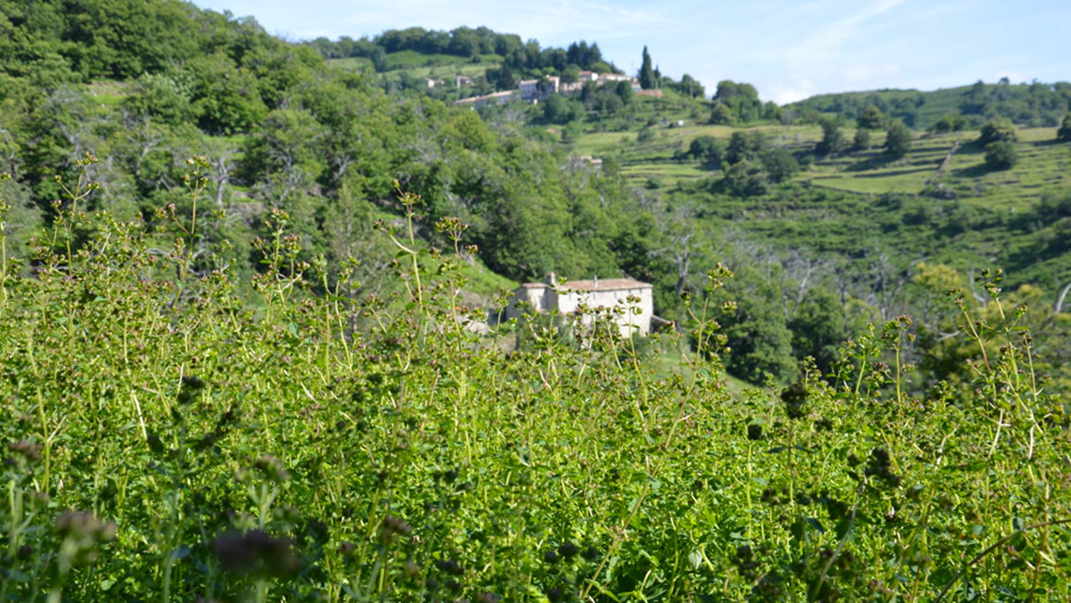 culture terrasse origan bio équitable ardèche ethiquable viva plantes