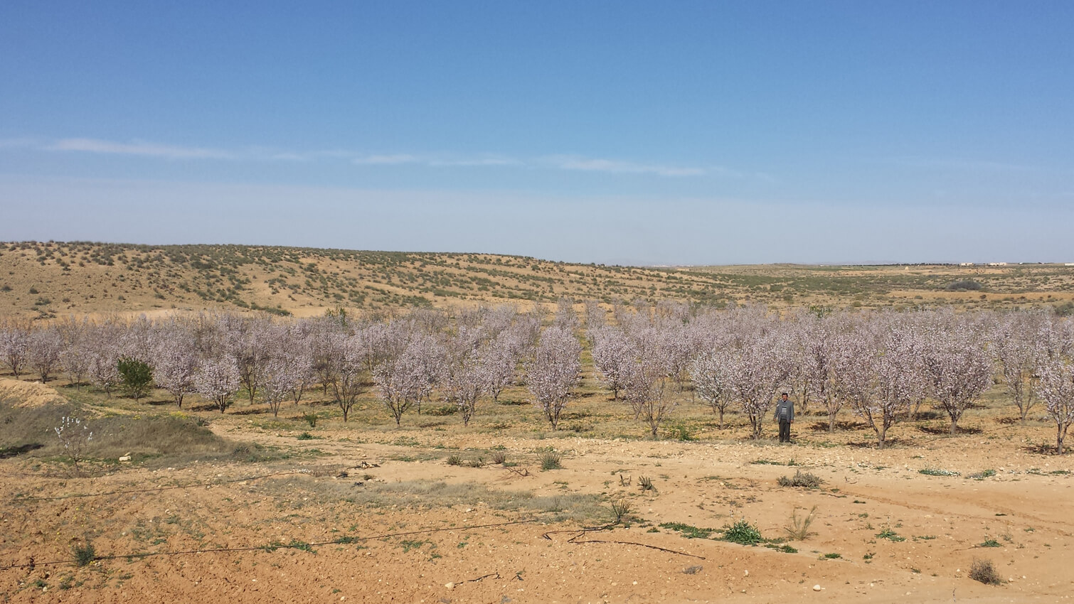 smsa amandes tunisie