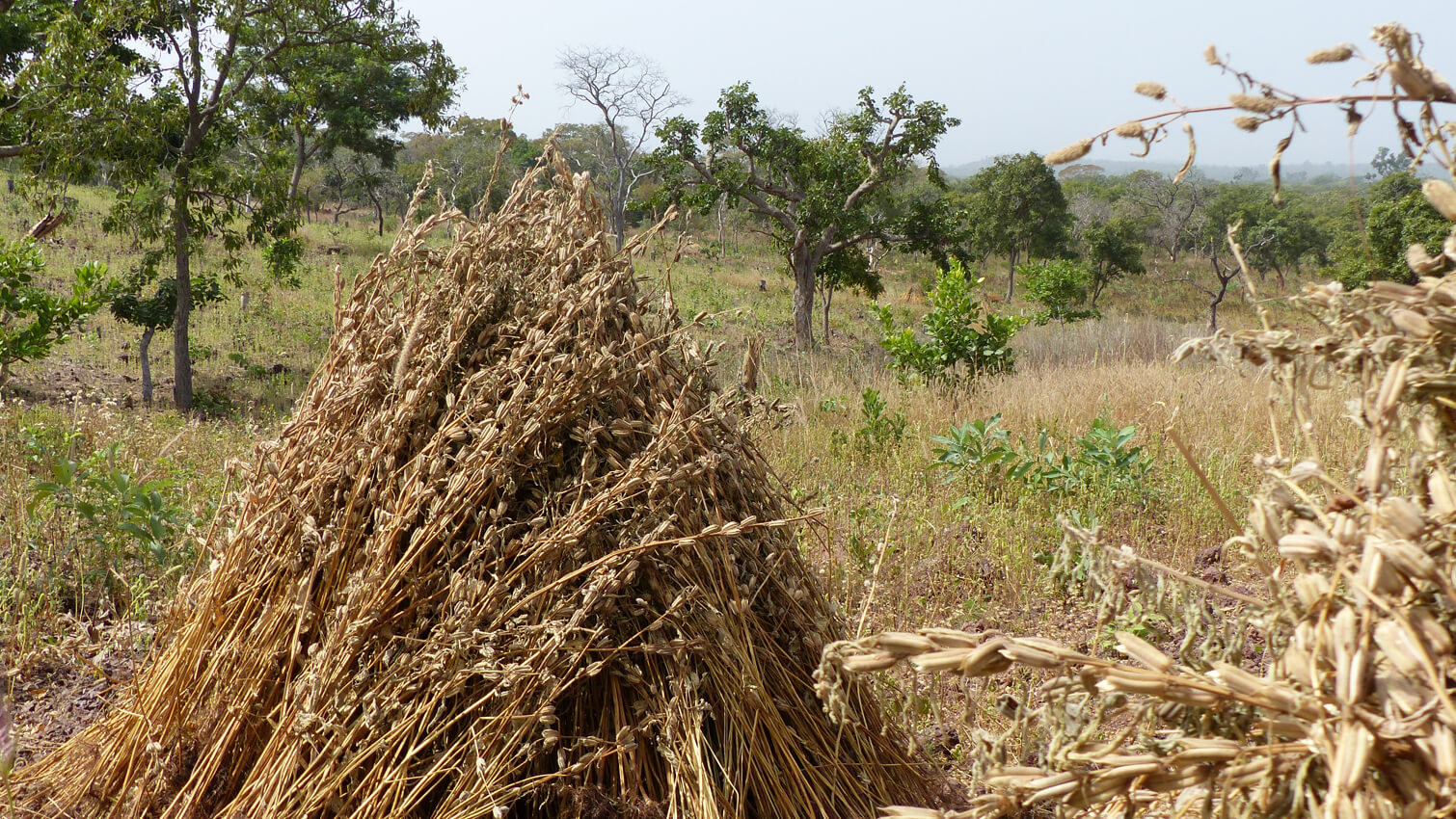 coopake burkina sésame bio équitable