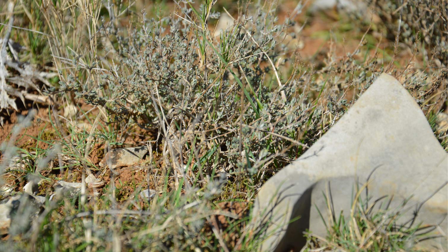 cuillette sauvage thym viva plantes bio equitable france ethiquable