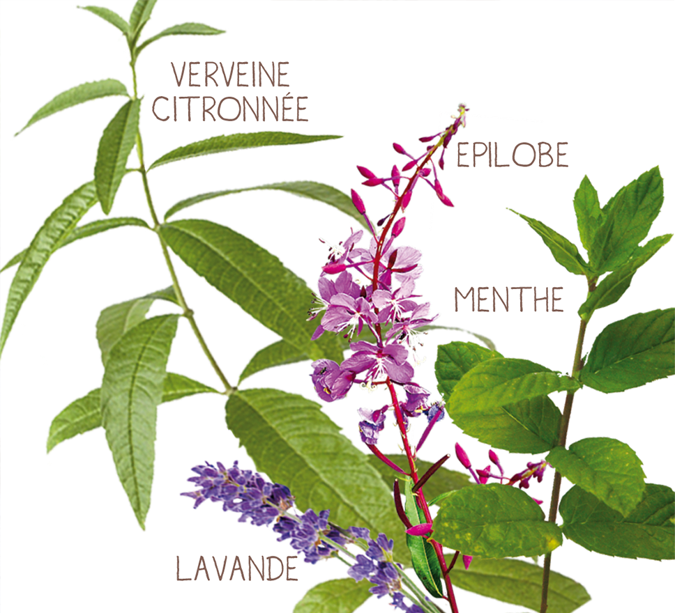 vrac infusion menthe verveine france equitable bio paysans d'ici